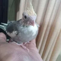 جوجه عروس هلندی سرلاکی کاملا سالم سرحال|پرنده|ساری, |دیوار