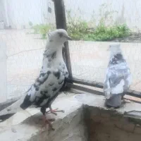 نروماده دم سیاه وقهوی پراخرکمربالاسربشن سفیدمیشن