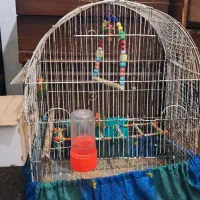 طوطی برزیلی|پرنده|اهواز, بیست متری شهرداری|دیوار