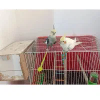 عروس هلندی جفت