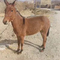 قاطر ۳سال|حیوانات مزرعه|لاران, |دیوار