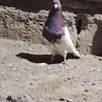 جفت نر.کله ای کلاهی