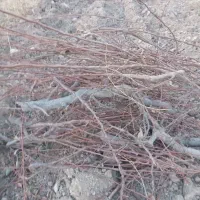 کنده وچوپ هرس فروشی