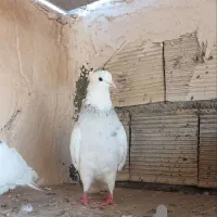 کبوتر طوق آبی و الماسی