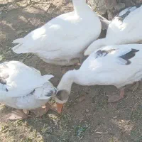 چند عدد غاز فروشی