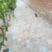 تبریز گوگان ویلا با‌غ با استخر و شیک آماده سکونت|فروش خانه و ویلا|گوگان, |دیوار