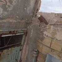 4 عدد کبوتر ماده