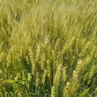 گندم اوکلید فرانسوی