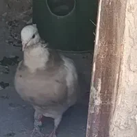 طوقی|پرنده|کامیاران, |دیوار