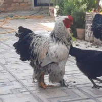 تعدادی خروس جوان برهما|حیوانات مزرعه|شیراز, پودنک|دیوار