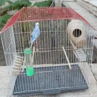 مرغ عشق پروانه ای|پرنده|میناب, |دیوار