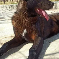 توله سرابی نر اصل