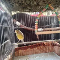 قناری نر بخون