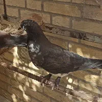 کفتر