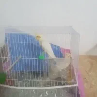 یک جفت عروس هلندی لتینو نروماده سالم