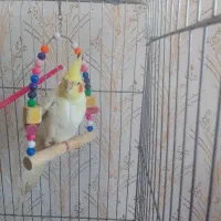 عروس . هلندی .