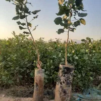 نهال های مناسب باغ و باغچه با تعداد عمده و خرده