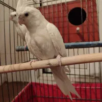 یک جفت عروس هلندی البینو کاملا سفید|پرنده|قدس, شهرک دانش|دیوار