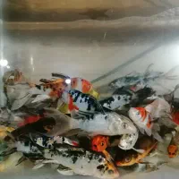 ماهی عیدی|ماهی|نجف‌آباد, امیرآباد|دیوار