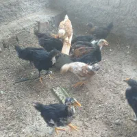جوجه مرغ