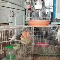 عروس هلندی و فنچ