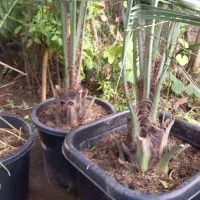 نخل فونیکس مجنون|گل و گیاه طبیعی|کلاچای, |دیوار