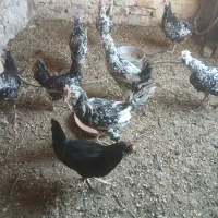 فروش مرغ و خروس گلین