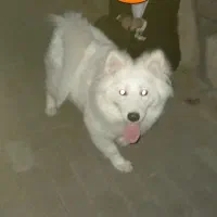 ساموئد ۷ماهه باشرایط خاص رایگان واگذارمیشود