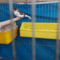 فنچ بنگالی و فنچ نرگسی