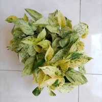 پتوس مرمری / فروش انواع گل و گیاه
