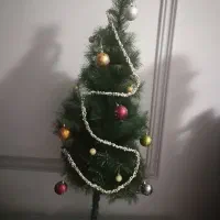 گل کریسمس