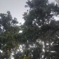 درخت کامل انبا