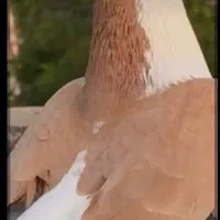 کفتر
