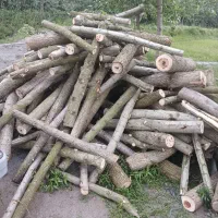 چوب صنوبر درخت میوی