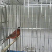 فروش انواع اورجینال آغاز شد