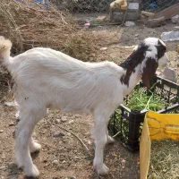 کهره|حیوانات مزرعه|میناب, |دیوار