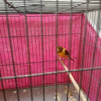 قناری و کوتوله|پرنده|خمینیشهر, |دیوار