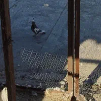 کبوتر نقش معاوضه با قلیان یا پاسور|پرنده|لردگان, |دیوار