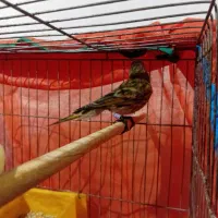 قناری|پرنده|چهارباغ, |دیوار