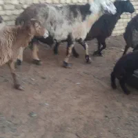 قوچ