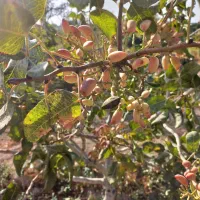 فروش باغ مشجرگوگان محله ایستگاه راه آهن گوگان|فروش دفتر صنعتی، کشاورزی، تجاری|گوگان, |دیوار