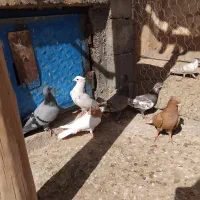 چنتا کفتر هوایی به شرط