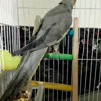 عروس هلندی ماده|پرنده|خرمشهر, |دیوار