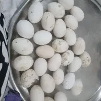 تخم غاز محلی و دورگه قوغاز قاطی نطفه دار