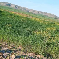 زمین-برای-اجاره-گندم-توام