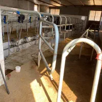 مجموعه گاوداری 100راسی و7 هکتار زمین واب|فروش دفتر صنعتی، کشاورزی، تجاری|نیشابور, ماروسک|دیوار