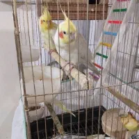 عروس هلندی نر ماده