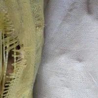 سیب زمینی بذری