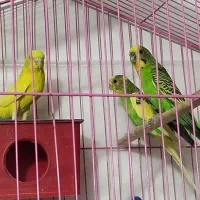 مرغ عشق نرو ماده|پرنده|بم, |دیوار