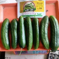 فروش بذر خیار اصلاح شده هیبرید|خدمات باغبانی و درختکاری|مریوان, |دیوار